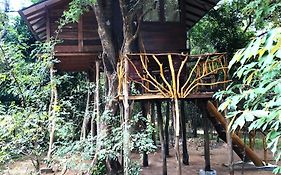 Sky Forest